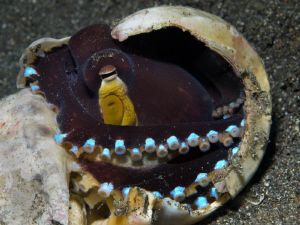 Amphioctopus marginatus (Coconut octopus) by Alex Varani 